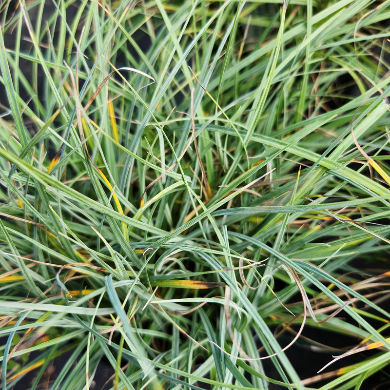 Carex flacca Blue Zinger 