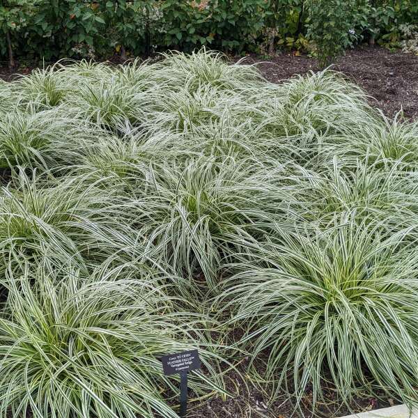 Carex Feather Falls™ 