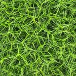 Carex muskingumensis Little Midge 