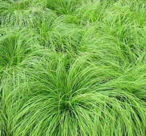 Carex montana 