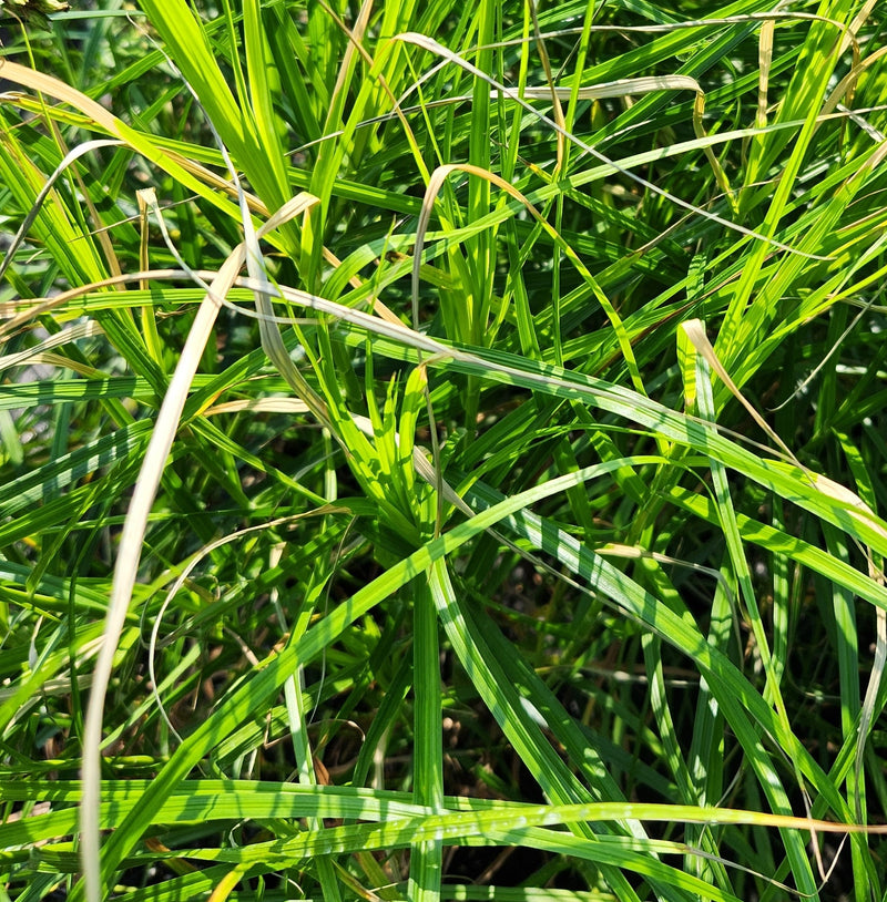 Carex muskingumensis 