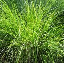 Carex vulpinoidea 