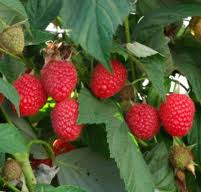 Fruit-Raspberry-Caroline 