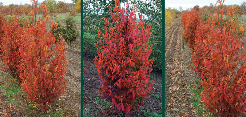 Carpinus c Firespire 