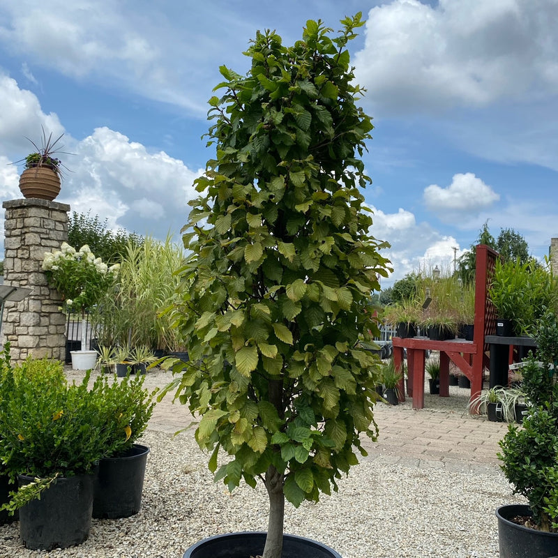 Carpinus b columnaris nana 