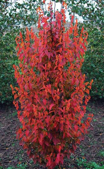 Carpinus c Firespire 