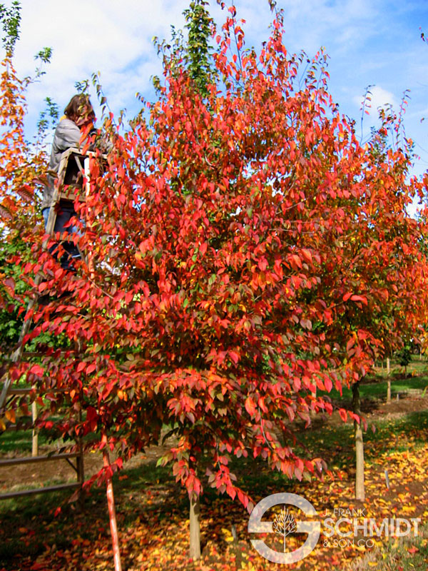 Carpinus c Native Flame 2"