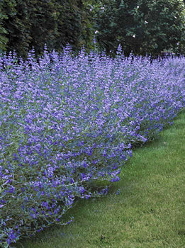 Caryopteris Longwood Blue 