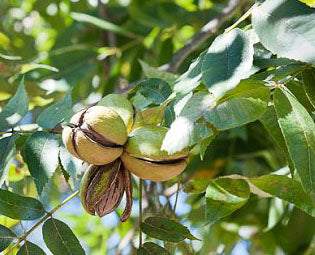 Fruit-Nut-Pecan-Pawnee 