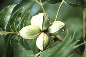 Fruit-Nut-Pecan 