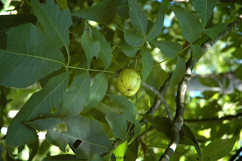 Carya laciniosa 