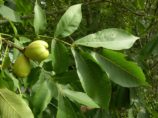 Carya laciniosa 