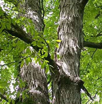 Carya ovata 