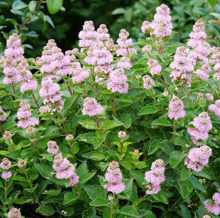 Caryopteris Beyond Pink 