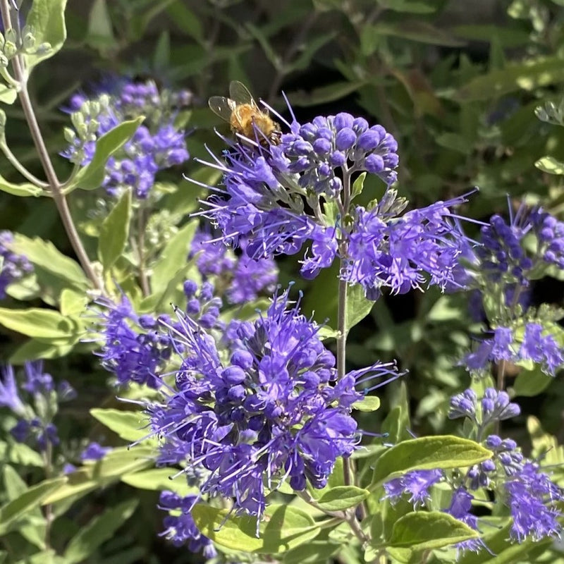 Caryopteris Sapphire Surf 