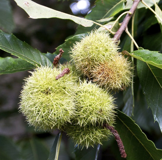 Fruit-Nut-Chestnut-Dunstan 
