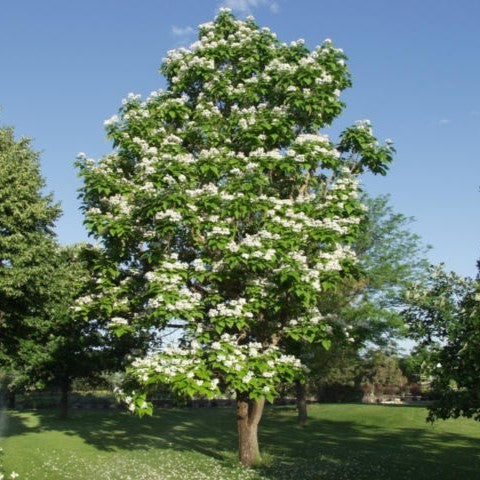 Catalpa speciosa 