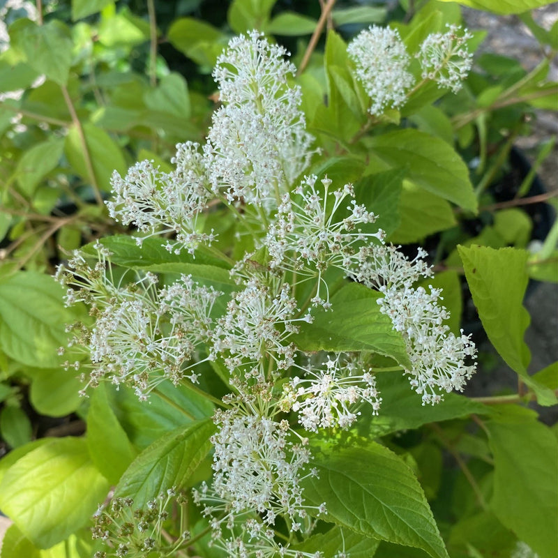 Ceanothus americanus 