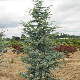 Cedrus a glauca 