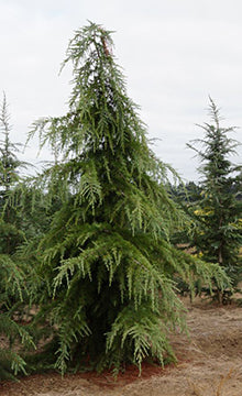 Cedrus deodara Kashmir spec