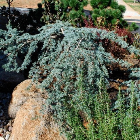 Cedrus a  Blue Cascade spec