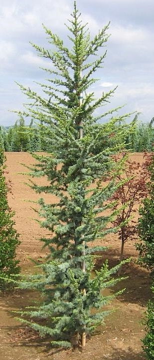 Cedrus a Fastigiata 