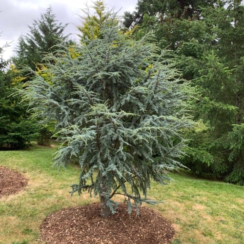 Cedrus a Horstmann specimen