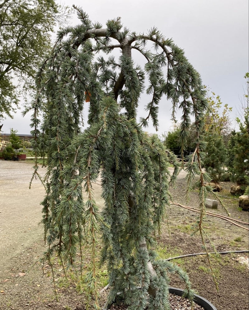 Cedrus a glauca pendula 