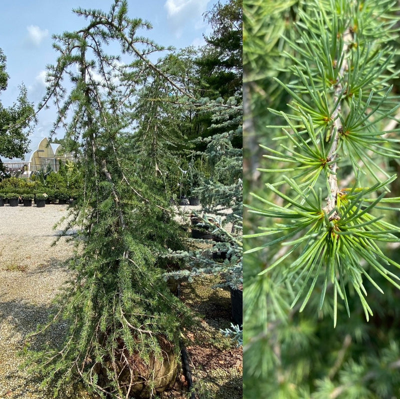 Cedrus deodara Girard&