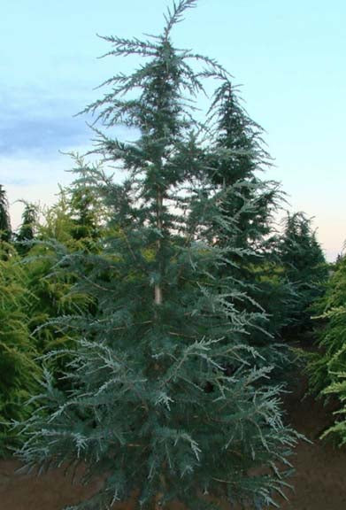 Cedrus deodara Karl Fuchs spec