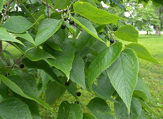 Celtis laevigata 