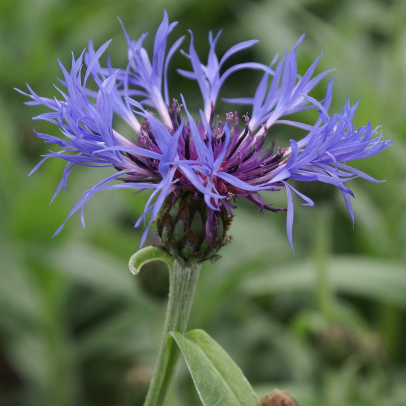 Centaurea montana 