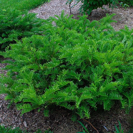 Cephalotaxus har prostrata 