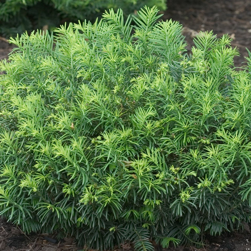 Cephalotaxus har Duke Gardens 