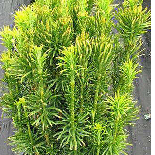 Cephalotaxus har fastigiata 