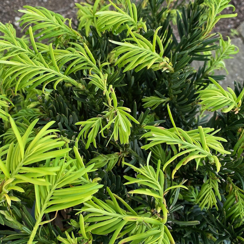 Cephalotaxus har Hedgehog 