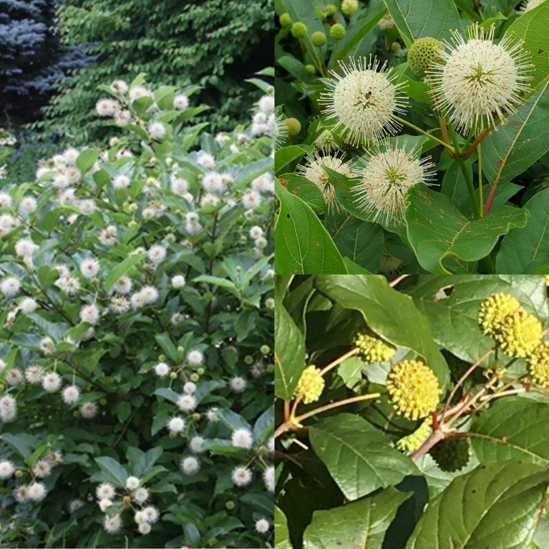 Cephalanthus occ Magical Moonlight 