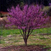 Cercis can Ace Of Hearts 