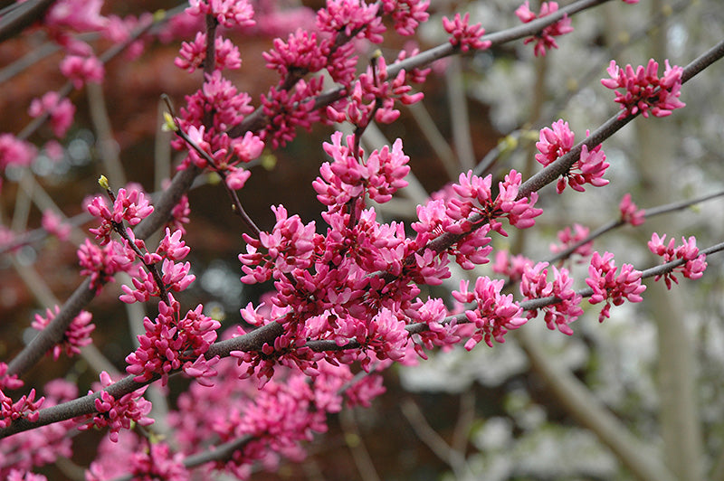 Cercis can Appalachian Red 2"