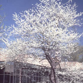 Cercis can alba 