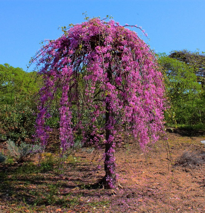 Cercis can Lavender Twist 