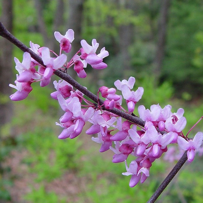 Cercis canadensis 