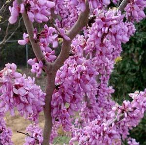 Cercis chin Bubblegum 