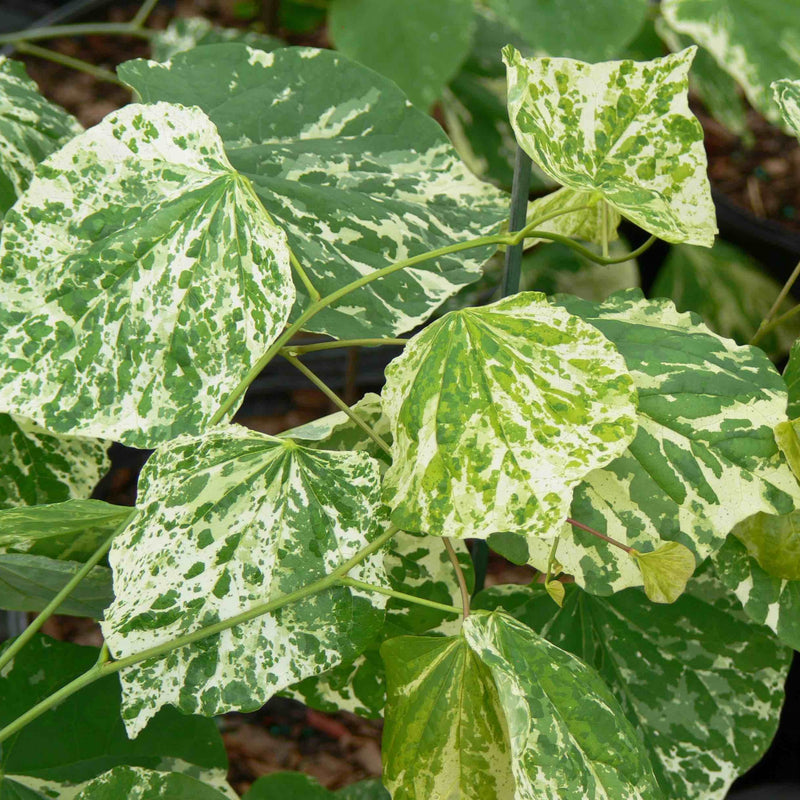 Cercis can Alley Cat Cl 