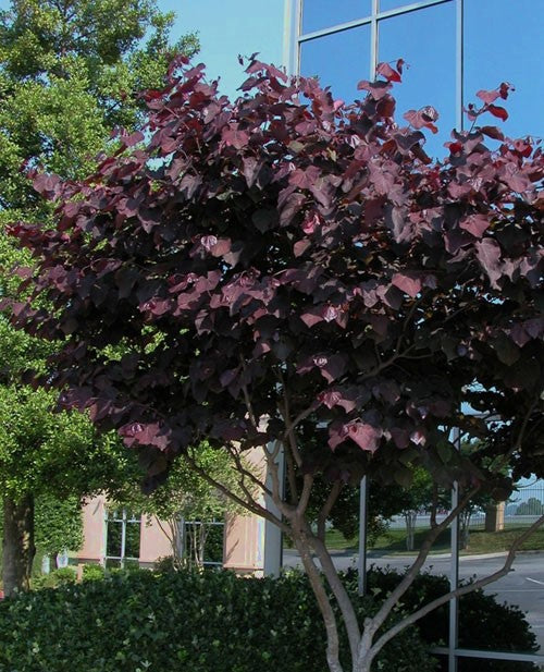 Cercis can Black Pearl 