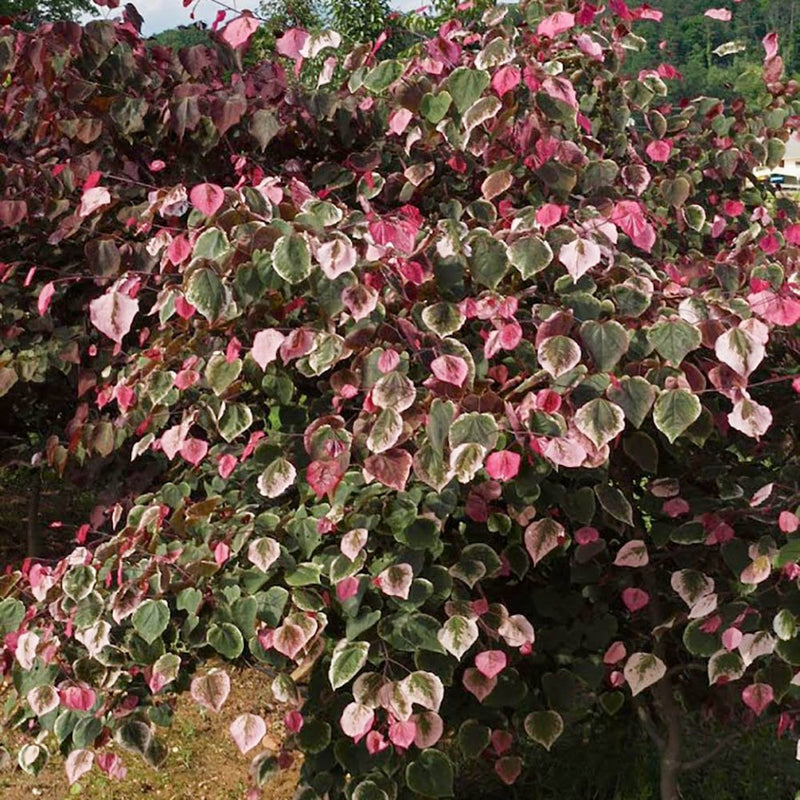 Cercis can Carolina Sweetheart 