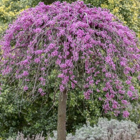 Cercis can Cascading Hearts 