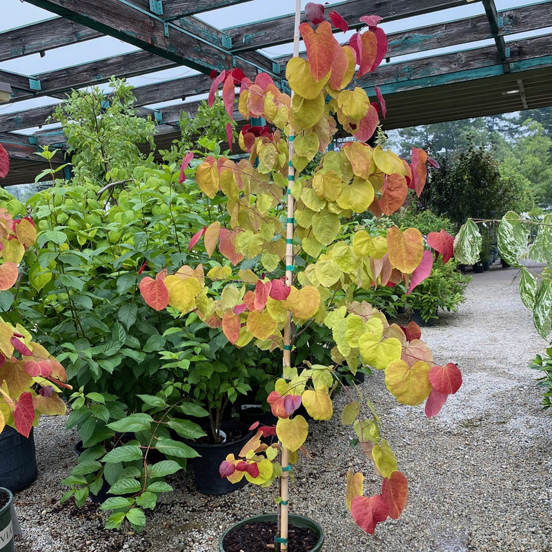 Cercis can Flame Thrower 