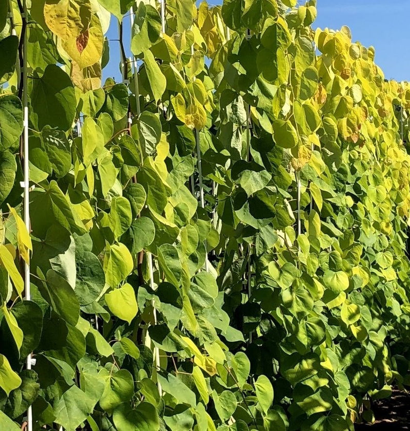 Cercis can Golden Falls 