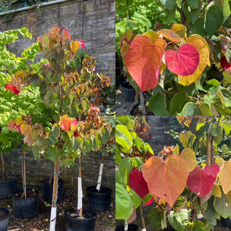Cercis can Hearts A&